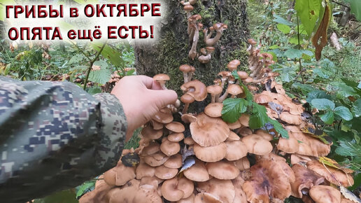 💥ГРИБЫ в ОКТЯБРЕ 2023 в ПОДМОСКОВЬЕ👉ОПЯТА ещё ЕСТЬ!