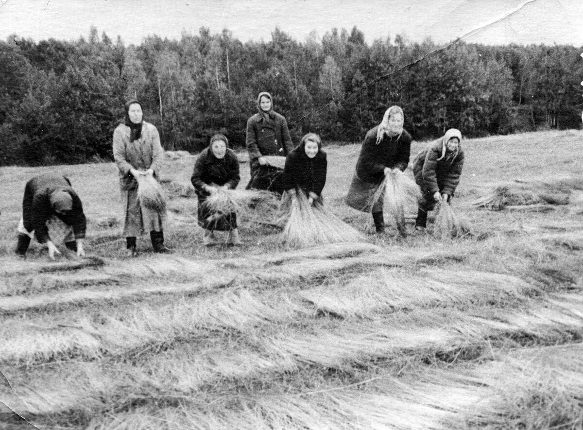 Лён, леночек: от семечки до пряжи | История сел и деревень земли  Василевской-Чкаловской | Дзен