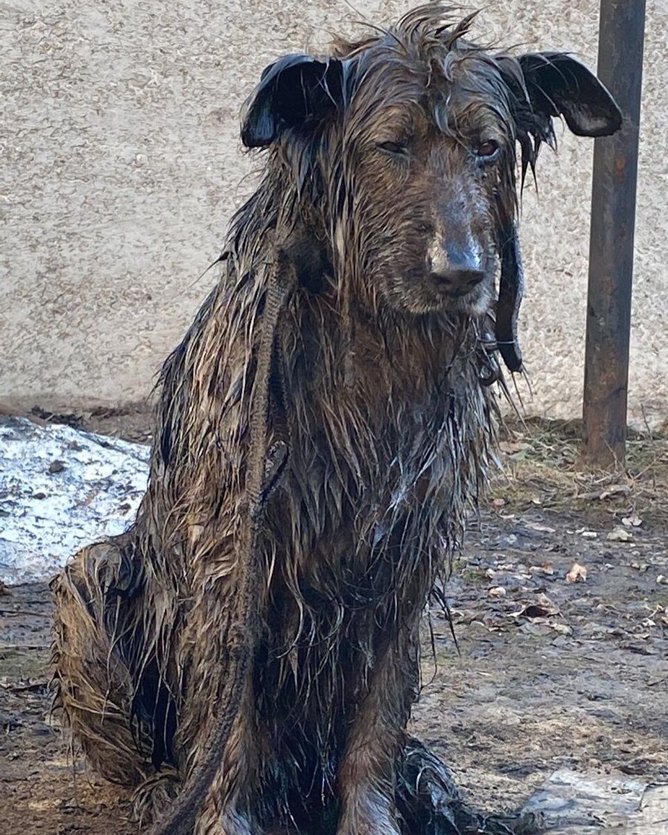 Все понятно без слов…Цезаря вытащили буквально несколько часов назад . Первый день он никого к себе не подпускал и мы не знали с какой стороны подступиться к нему , чтобы оказать помощь…