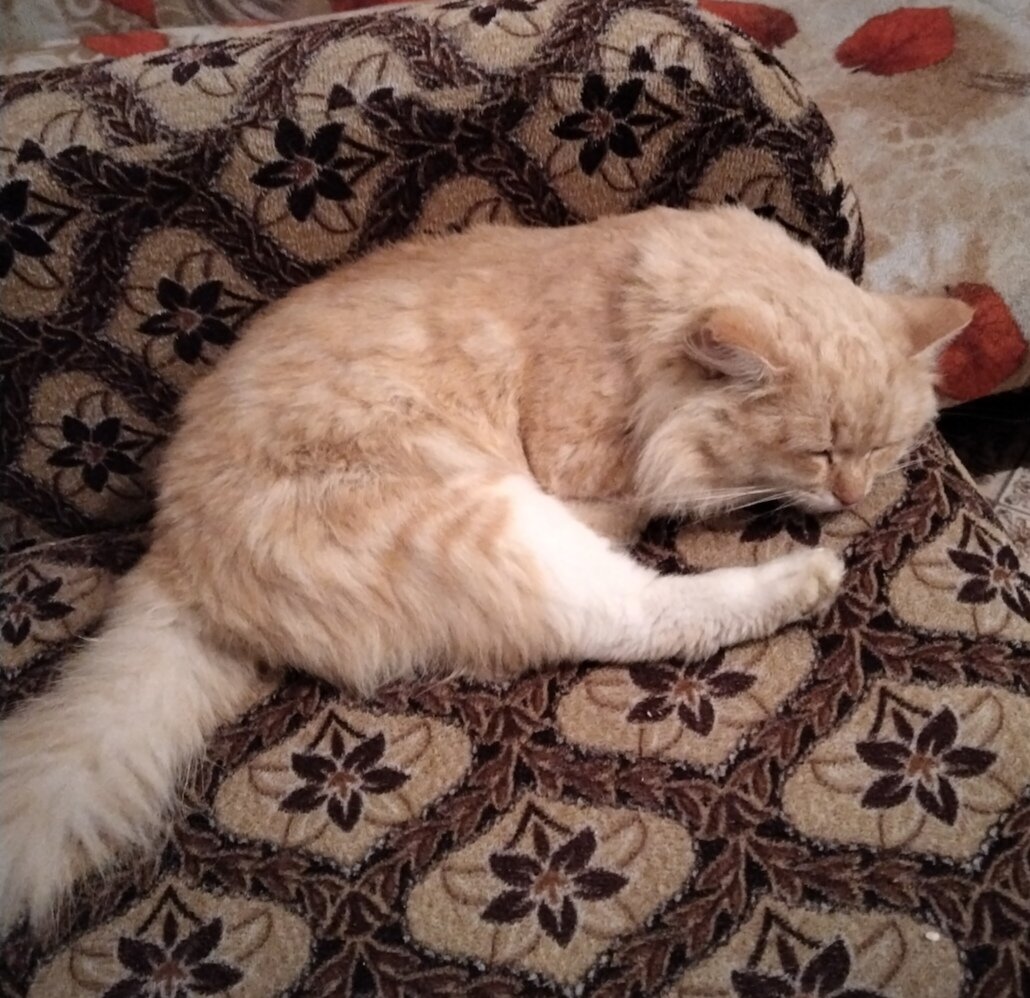 Пуничка, мой любимый котик
