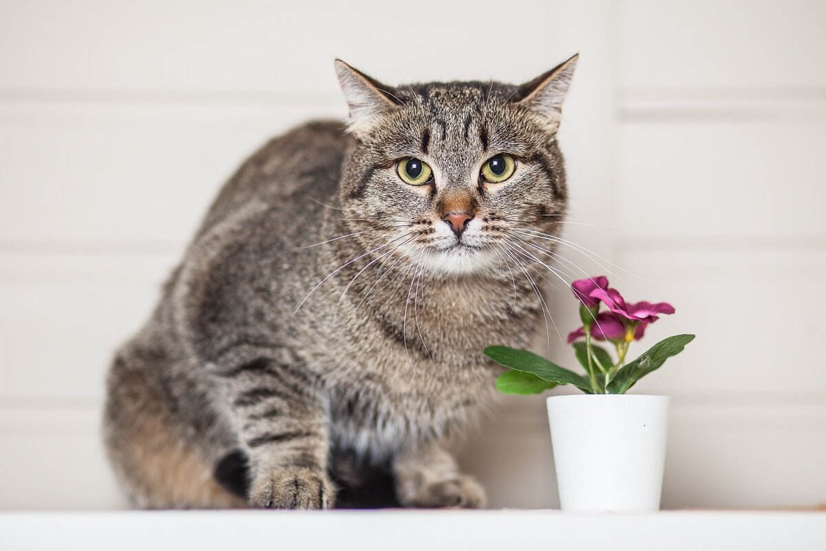 Мальчик Боля тел. 8 905-764-77-99 (Татьяна) или 8 916-356-17-88