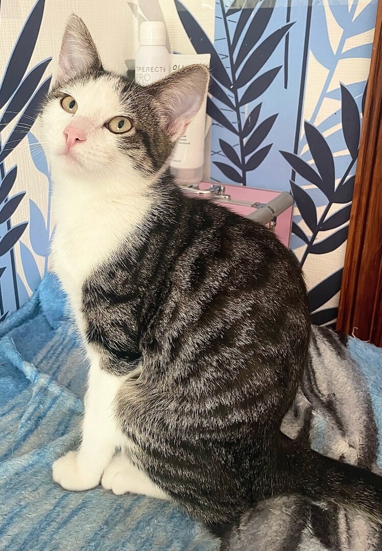 Кошечка ищет дом 89295223751 Екатерина