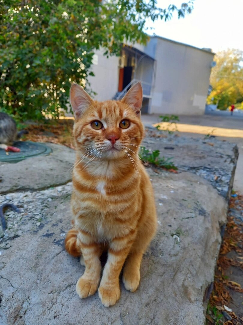 Рыжее солнышко 89778088612 Алёна