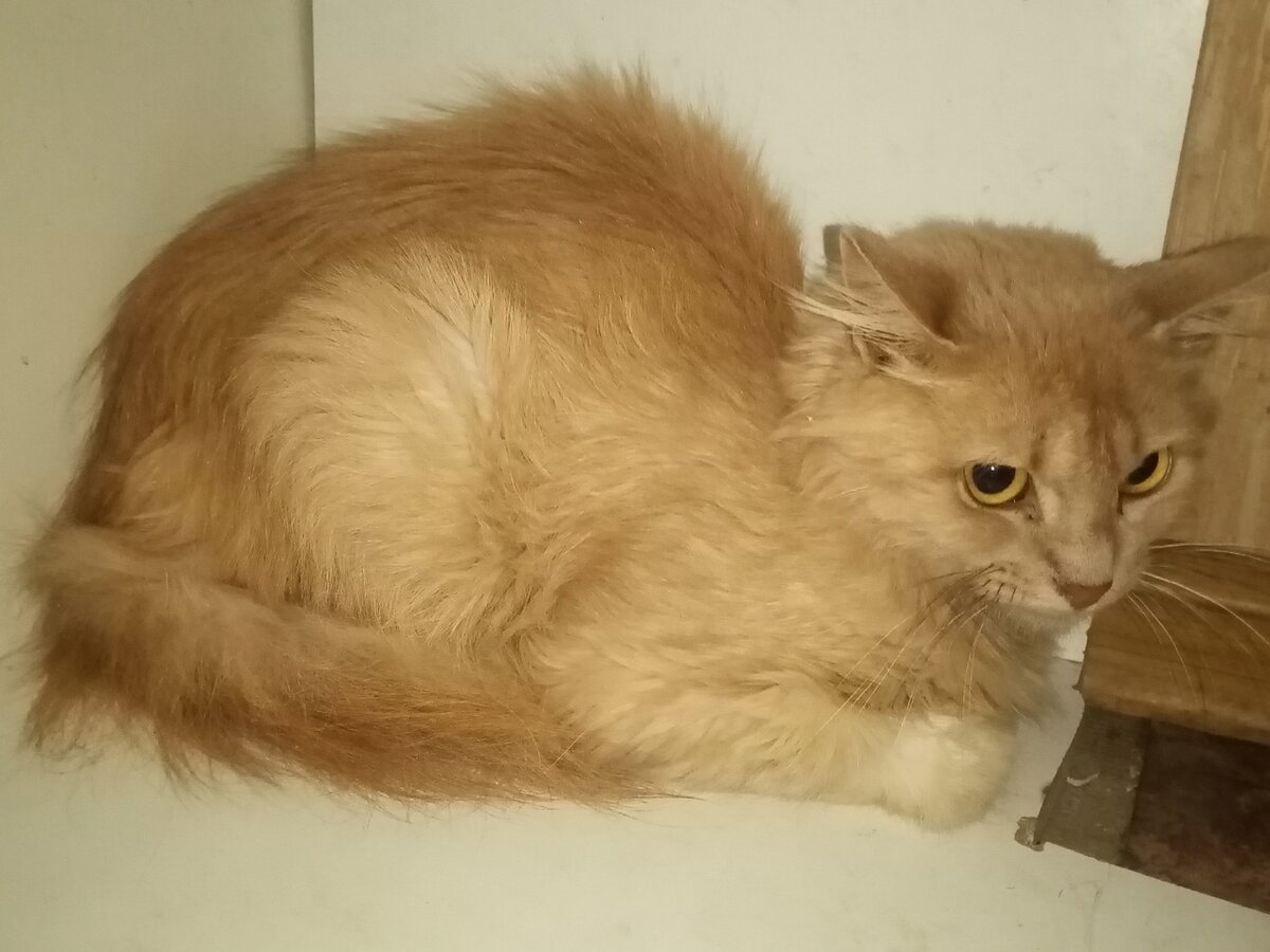 Дикарь 8-977-416-29-84