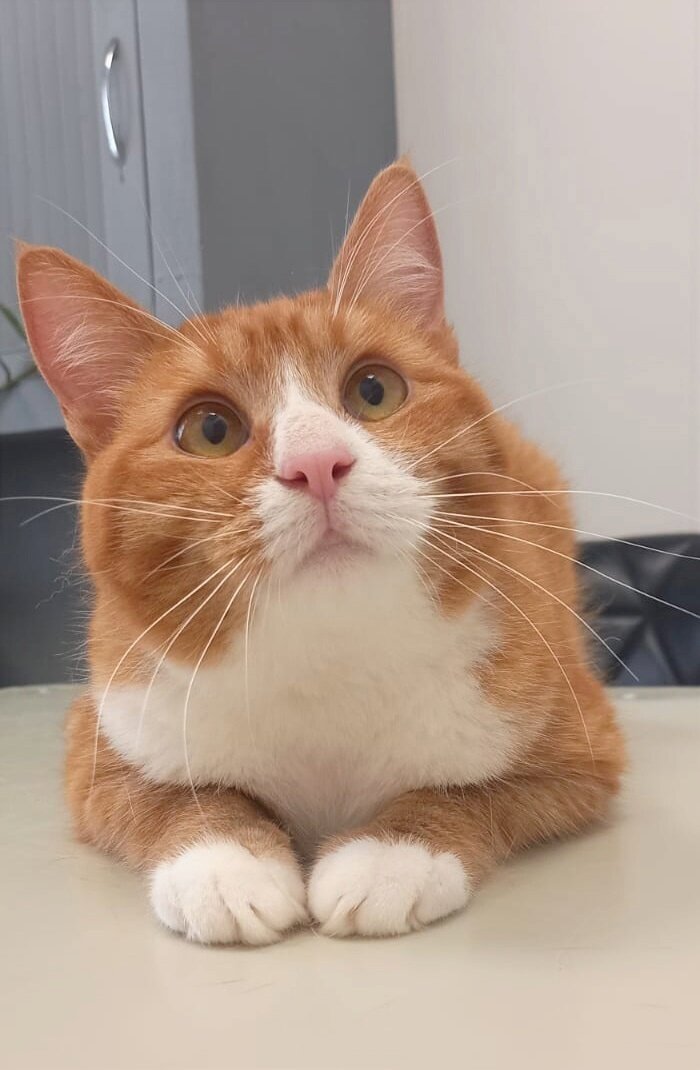 Самсон +7(909)907-81-93 (Анна)