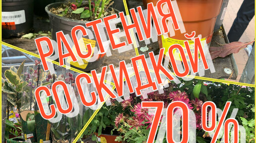 Растения со скидкой 70 %❗️ ШОК- ЦЕНЫ! Я в приятном 😱 от цен на растения! 2023