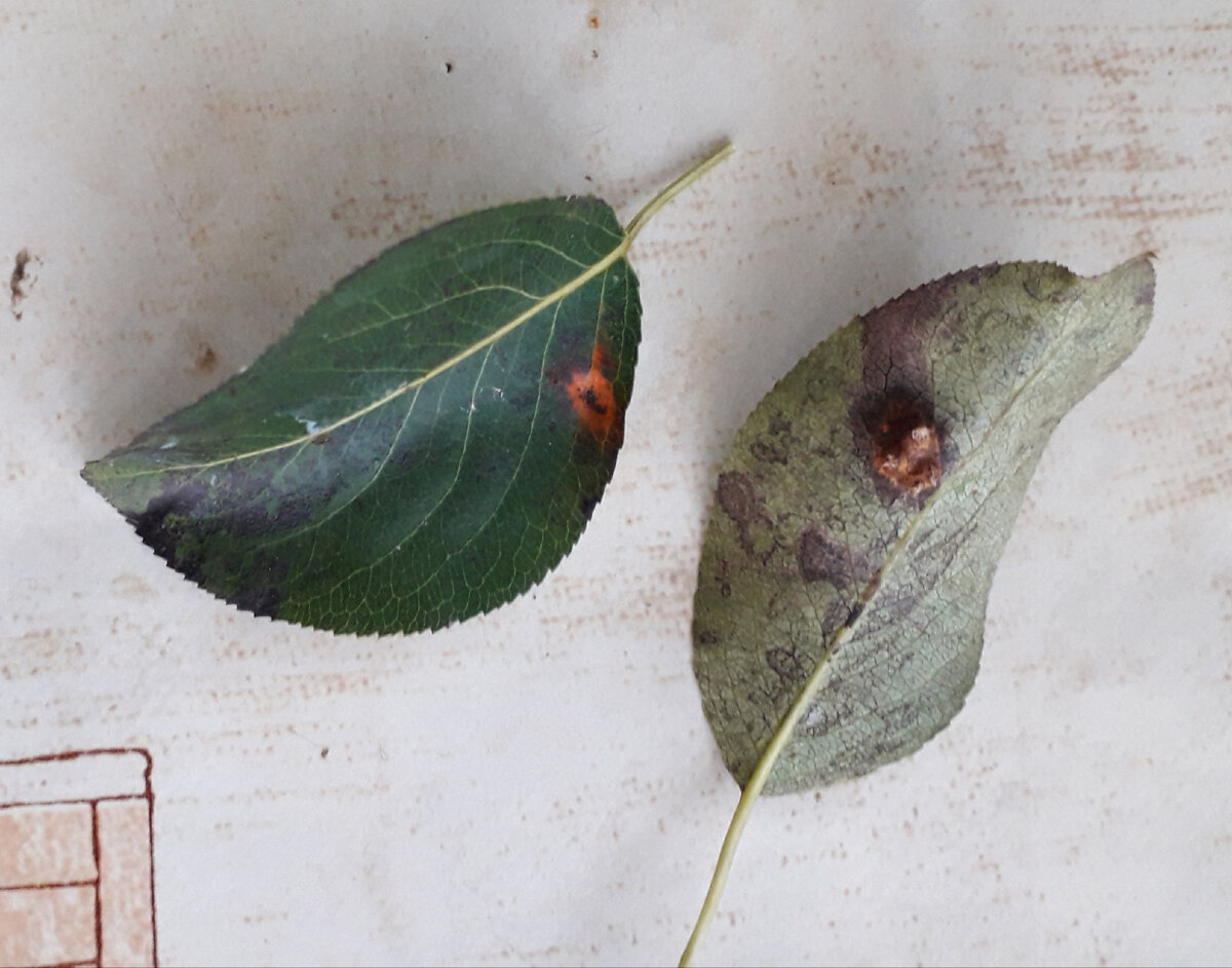Фото автора. Пораженные ржавчиной листья с двух сторон. 