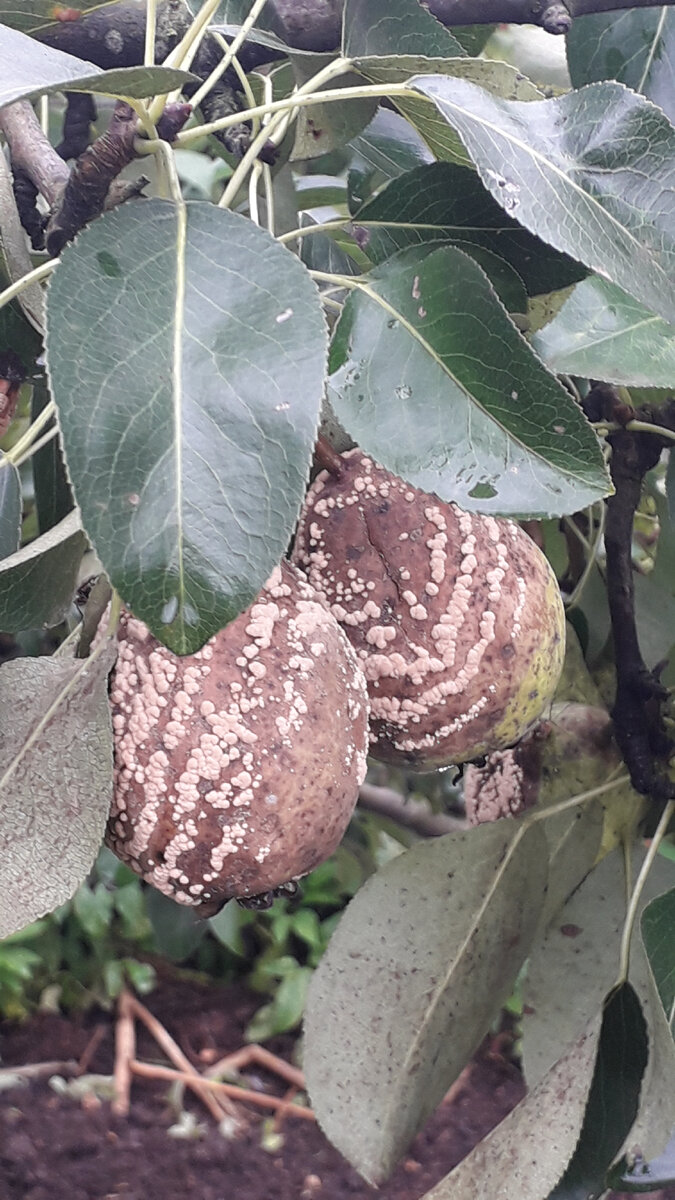 Фото автора. Мумифицированные груши.