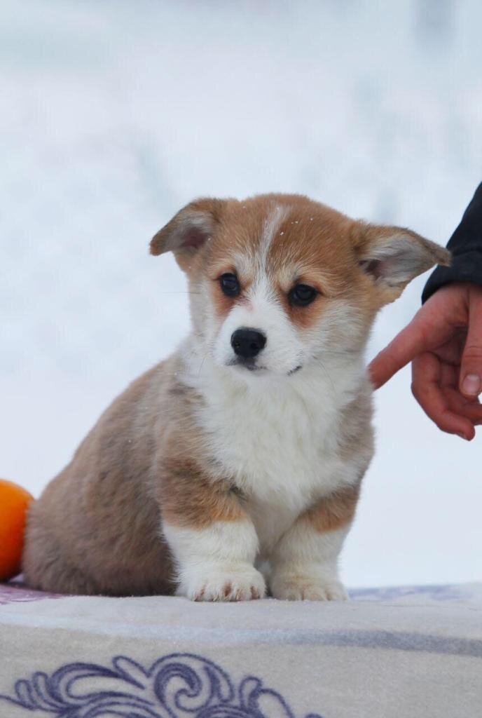 Всем привет! Этот милаш - вельш корги. На этой фото ему 1,5 месяца и тогда мы еще не знали, что это пушистое чудо станет нашим членом семьи 