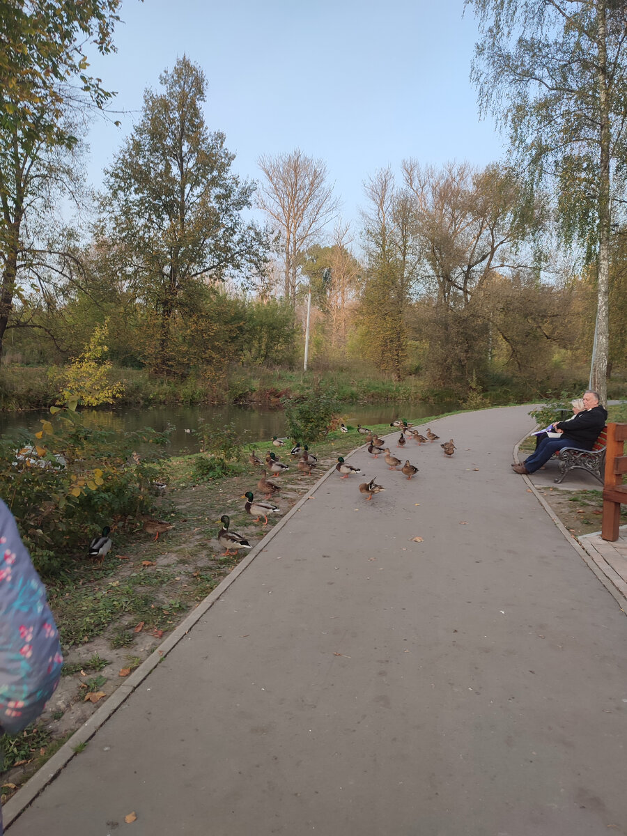 В парке утиная страна