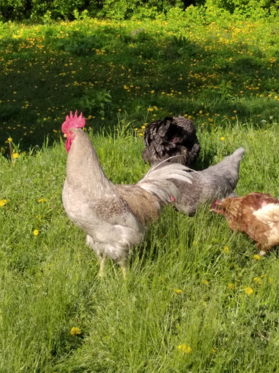 Первый парень на деревне.