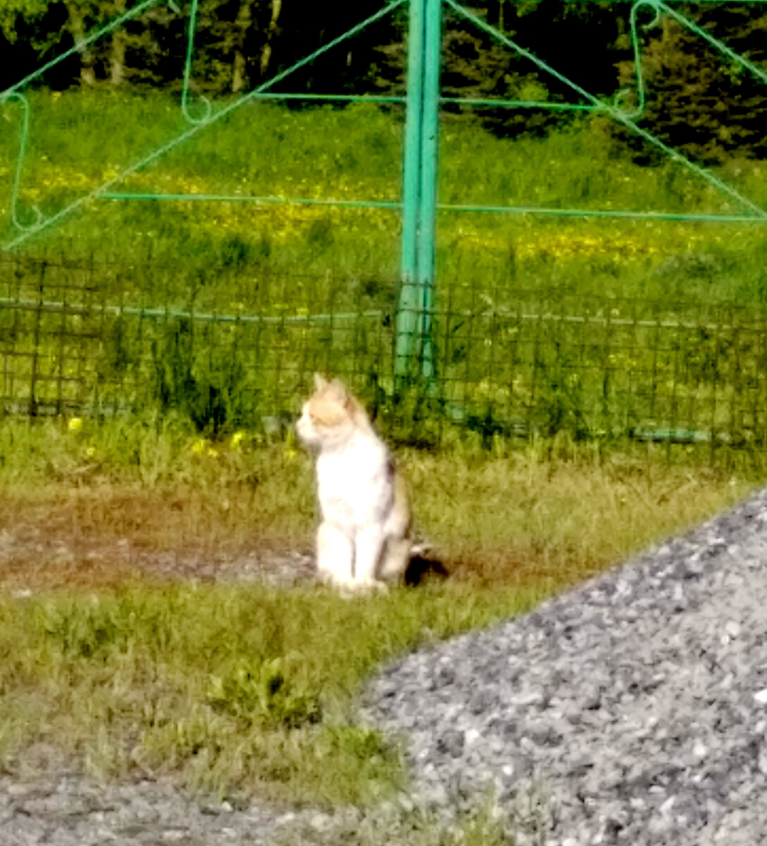 Кот верно ждёт подругу. 