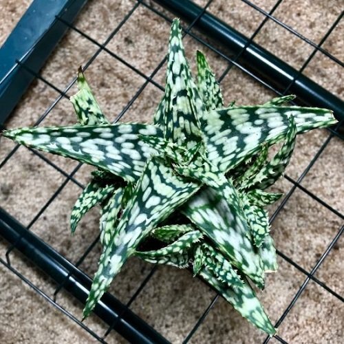 фото из открытого источника