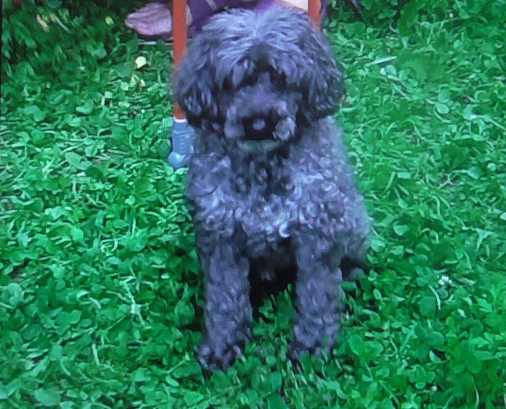 Во сколько можно оценить такое чудо - оно бесценно. Использовать домашних животных в предпринимательских целях запрещено законом, за исключением отдельных случаев. Фото из личной коллекции.