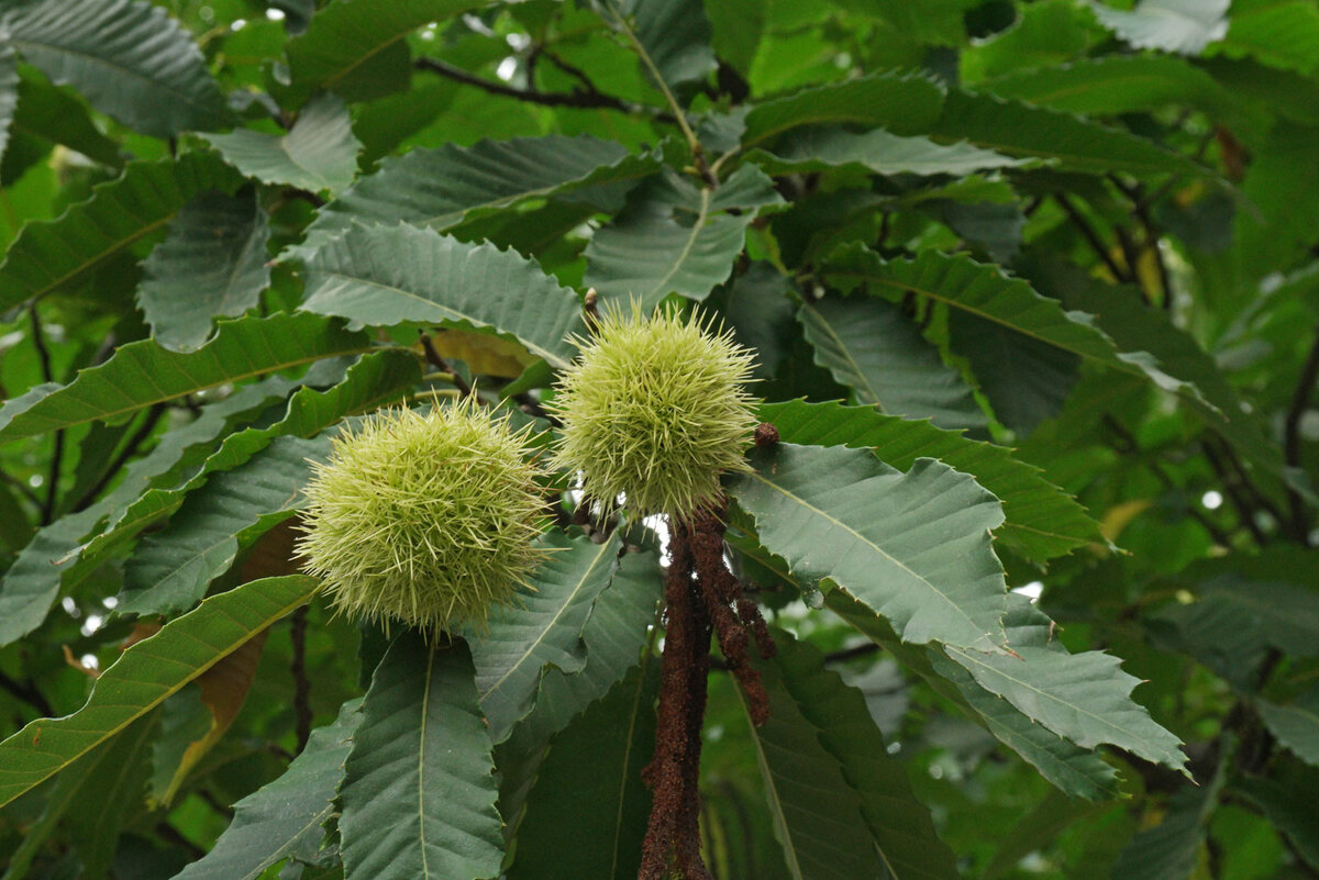 Каштан конский pyramidalis