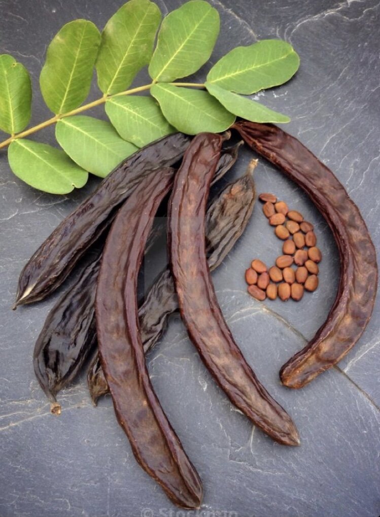 Кэроб – это плод рожкового дерева рода Ceratonia, семейство бобовые. Плодами этого дерева являются стручки. Местами произрастания подковонос дерева являются страны Средиземного моря. Первое упоминание в нашей стране начинается с царской России. 