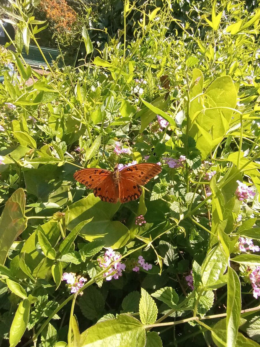 Одну бабочку успели даже заснять вблизи. Это было довольно сложно, потому что бабочки очень быстрые 