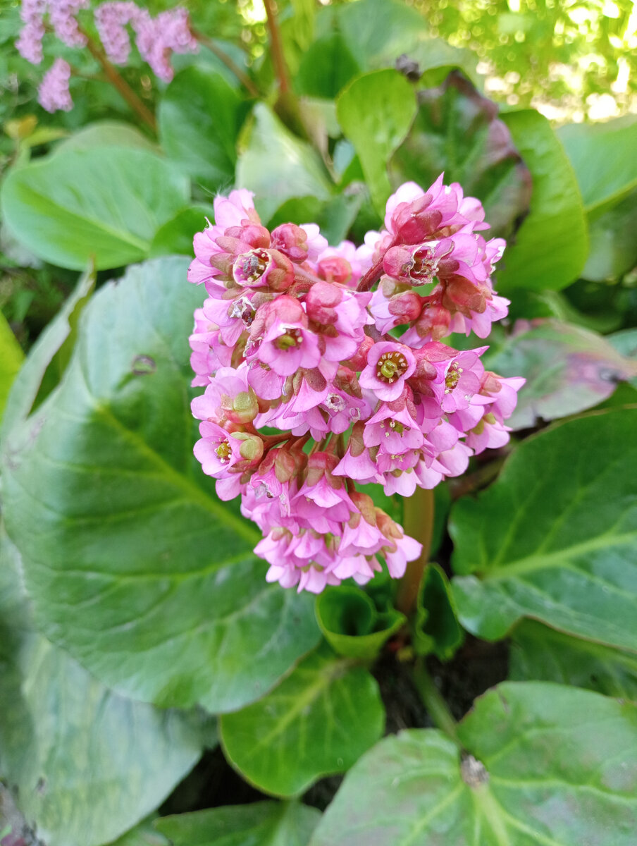 Приготовьтесь. У меня весь телефон забит фото цветов, листов, кустов 😁