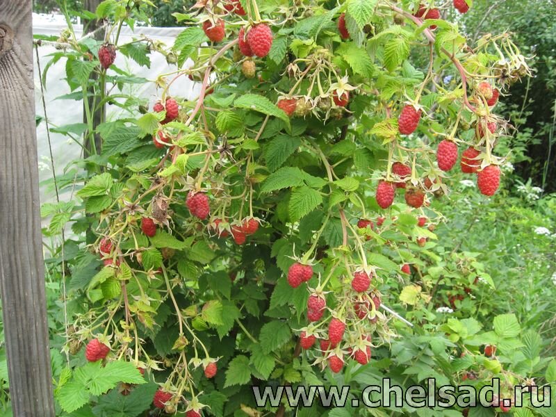 фото малины моё, и малина моя - для красоты! 