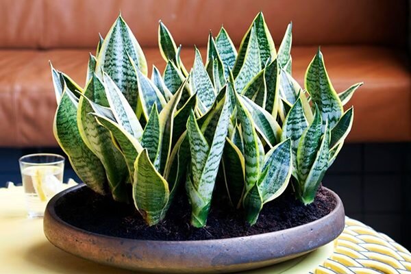 Сансевиерия трёхполосная Лауренти (Sansevieria Laurenti)