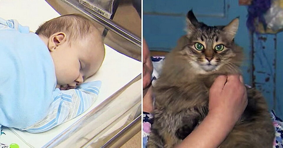 Кошка нашла новорожденную девочку в поле