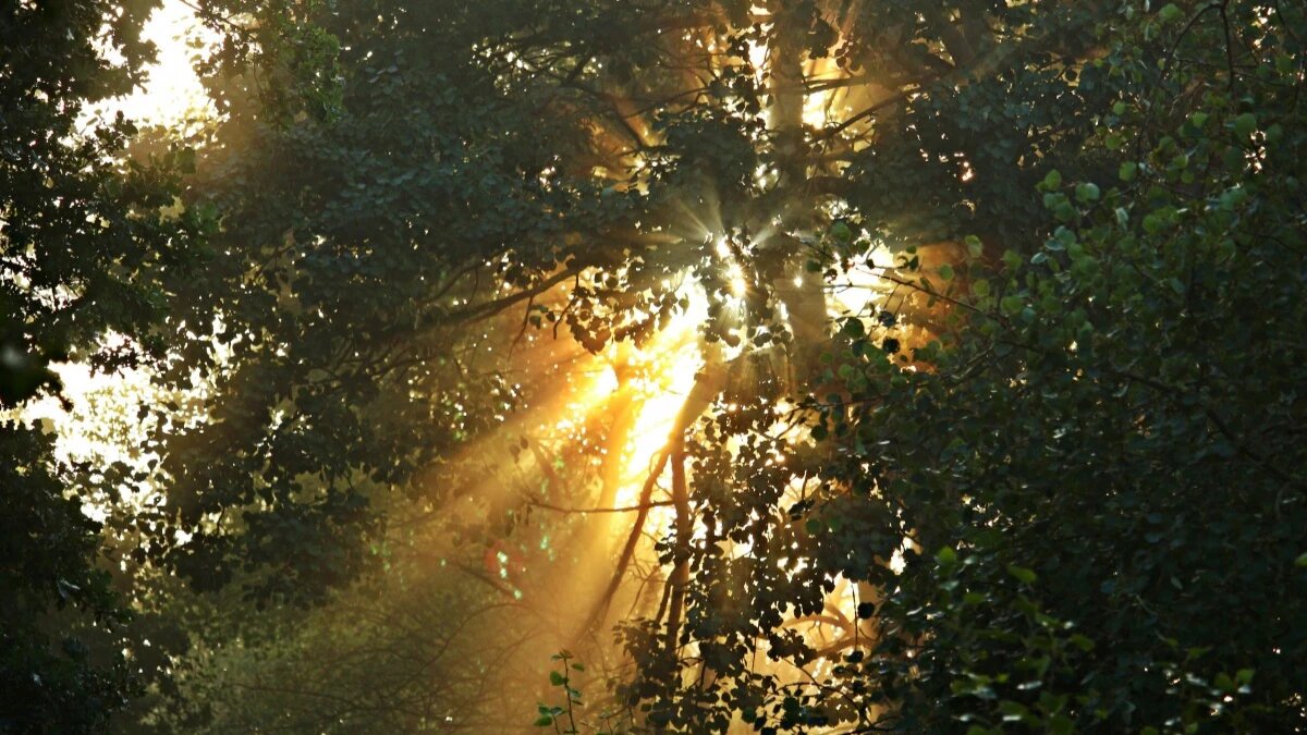 Фото: pxhere.com