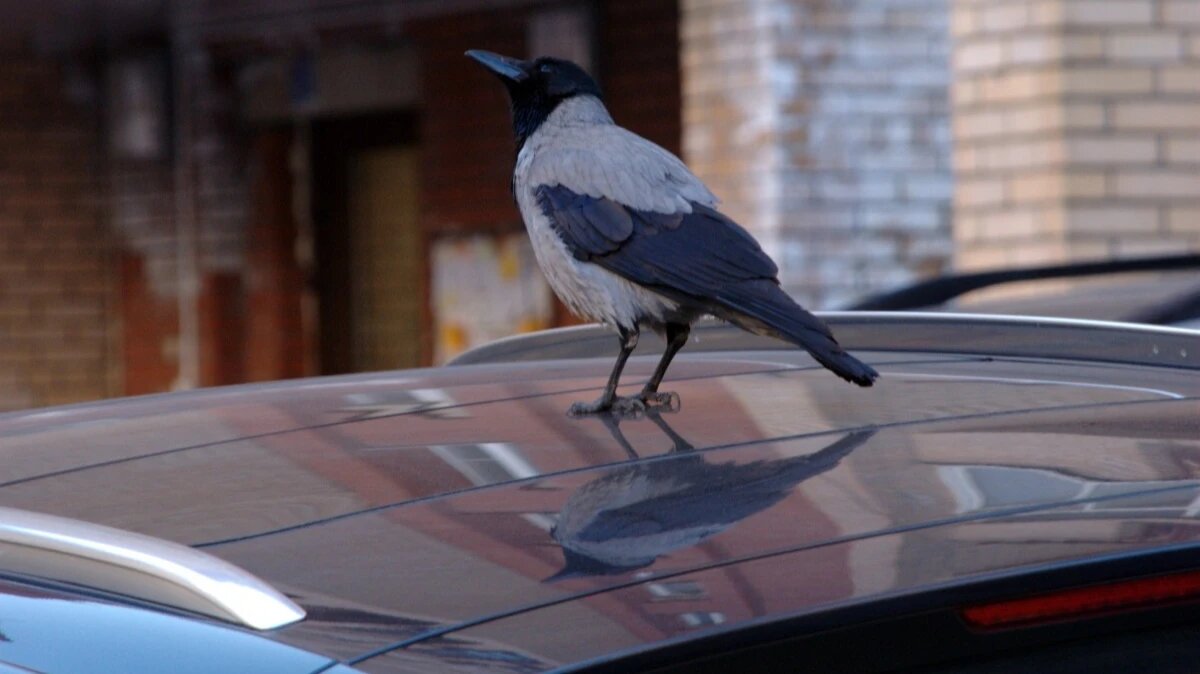 День московского такси. Фото: pxhere.com