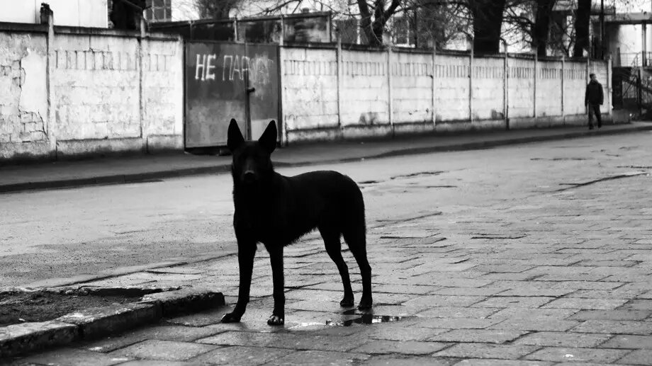     В Нижневартовске местные жители осудили парня, который издевался над своей собакой во врем прогулки. Очевидцы сняли на видео его методы воспитания.