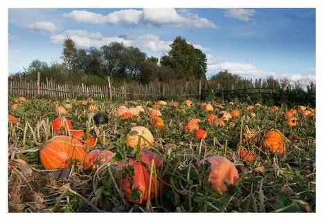 Вот так, примерно, в конце огорода у нас и росли тыквы. Только сразу за огородом поднималась высокая гора с каменной сопкой ....(это фото из сети)