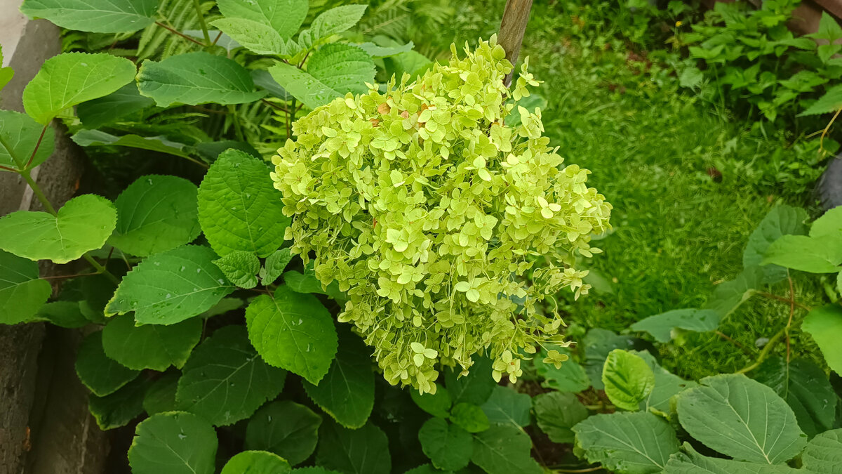 Осенью обрезают кусты, которые цветут на побегах текущего года 