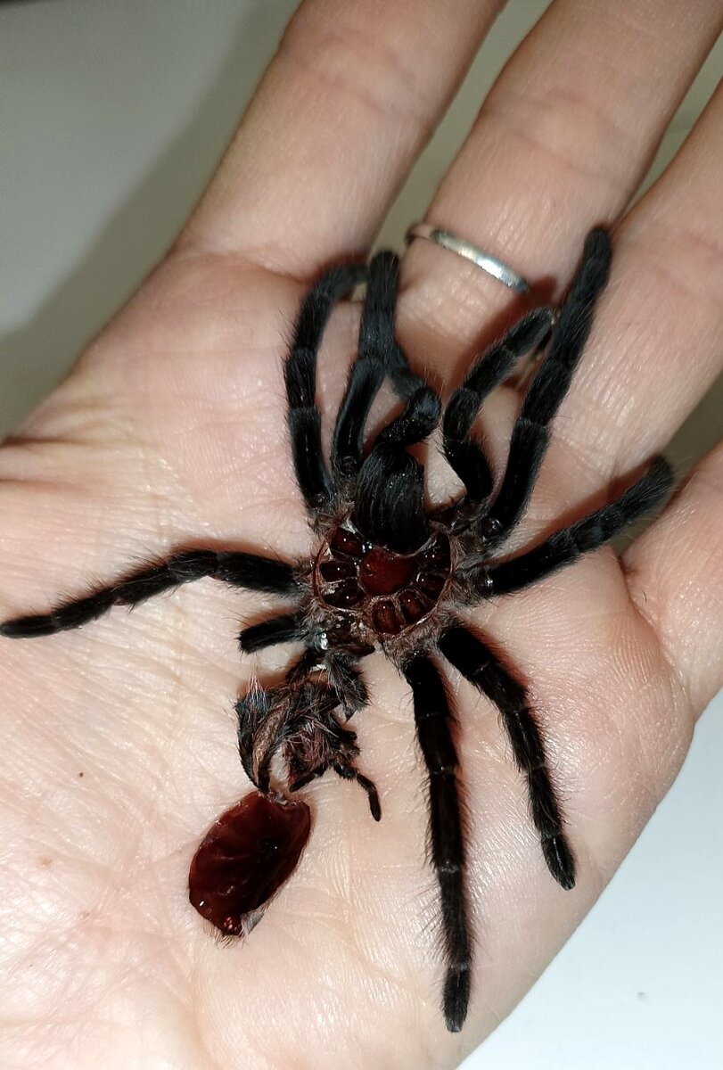 Шкурка, остающаяся после линьки. Пол можно рассмотреть, развернув и расправив мягкую часть шкурки у основания головогруди и вооружившись лупой или микроскопом