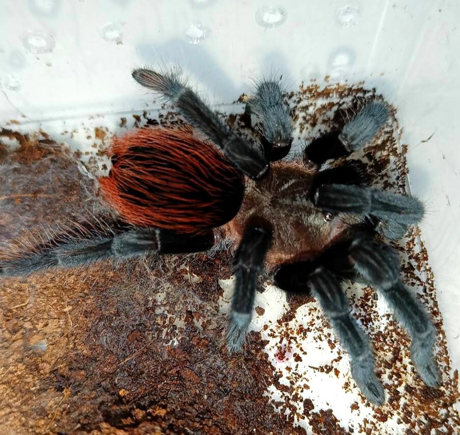 Красавица Brachypelma vagans после линьки