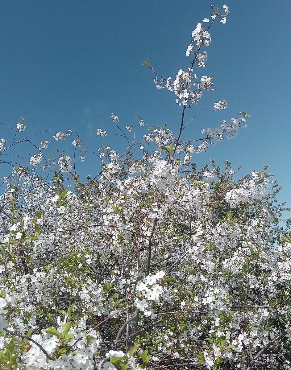 это май Фото автора канала.
