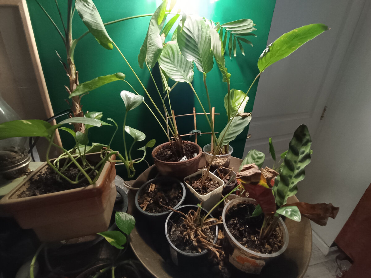 Мои заброшенные джунгли лето не пережили несмотря на все старания 