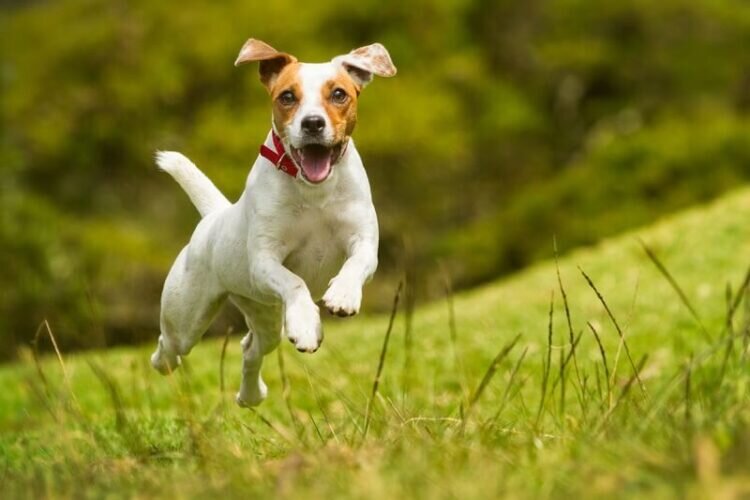 Собаки любят бегать. Но некоторые собаки лучше подходят для бега, чем другие четвероногие друзья.-2