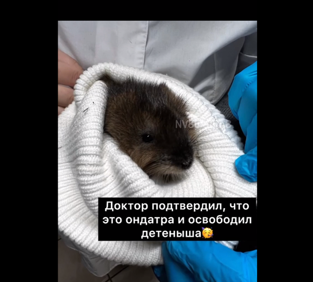    В Югре спасли детеныша ондатры