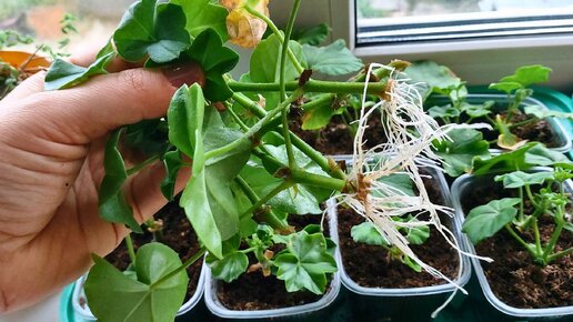 Какие корни! Результат черенкования пеларгоний через 2 недели🌱