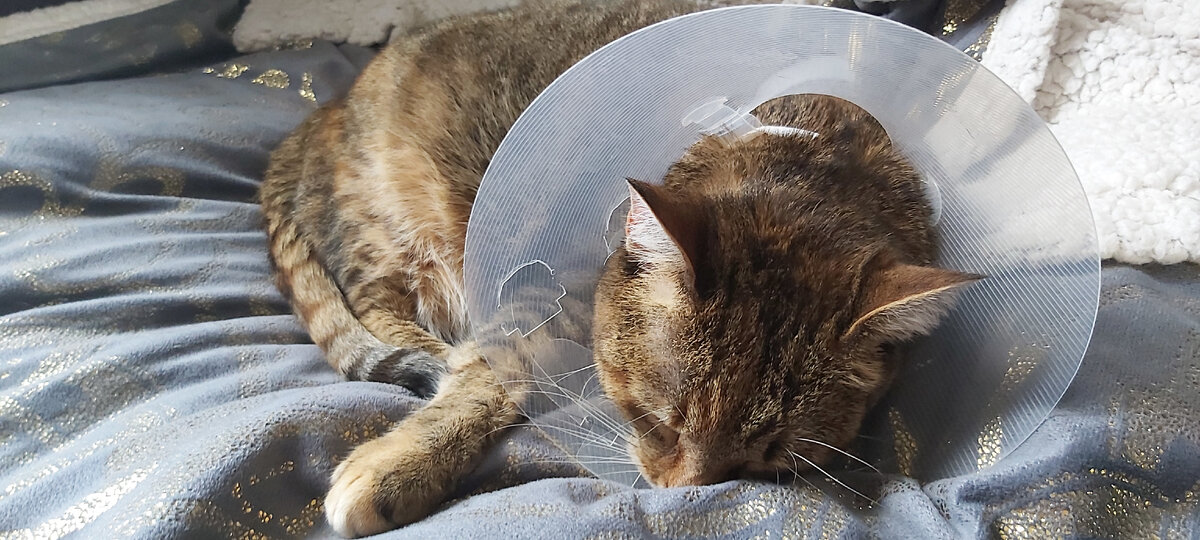 Фото автора. Допрыгалась 