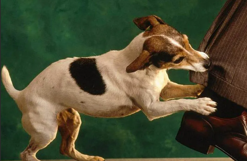 За любое действие животного, приведшее к причинению ущерба человеку и/или имуществу, всегда можно привлечь к ответственности владельца животного или или исполнительный орган муниципалитета, если животное бесхозяйное.