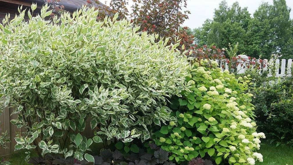 Дерен белый хорошо сочетается с гортензией