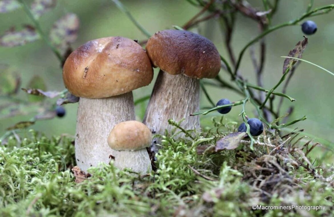 Черника и белый гриб дружат;)