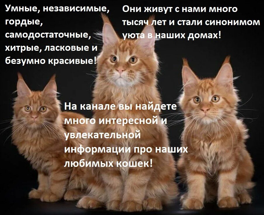 Какие кошки лечат 🐈 людей - Мурчалкин