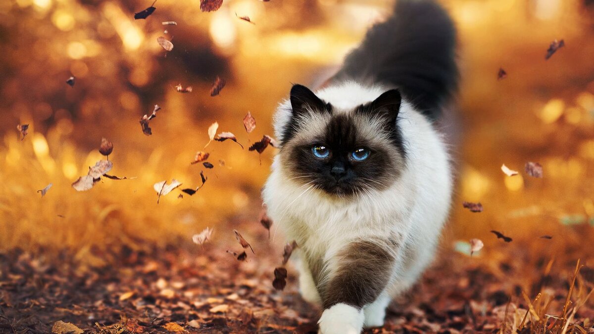 Открытки с кошками красивые