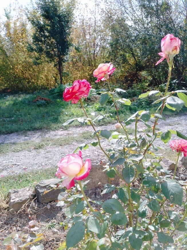 Отцветают розы.Фото автора.