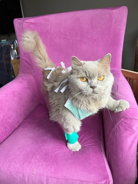 Порой дать таблетку кошке - это целы процесс , который требует нервов и огромных усилий от хозяина . 