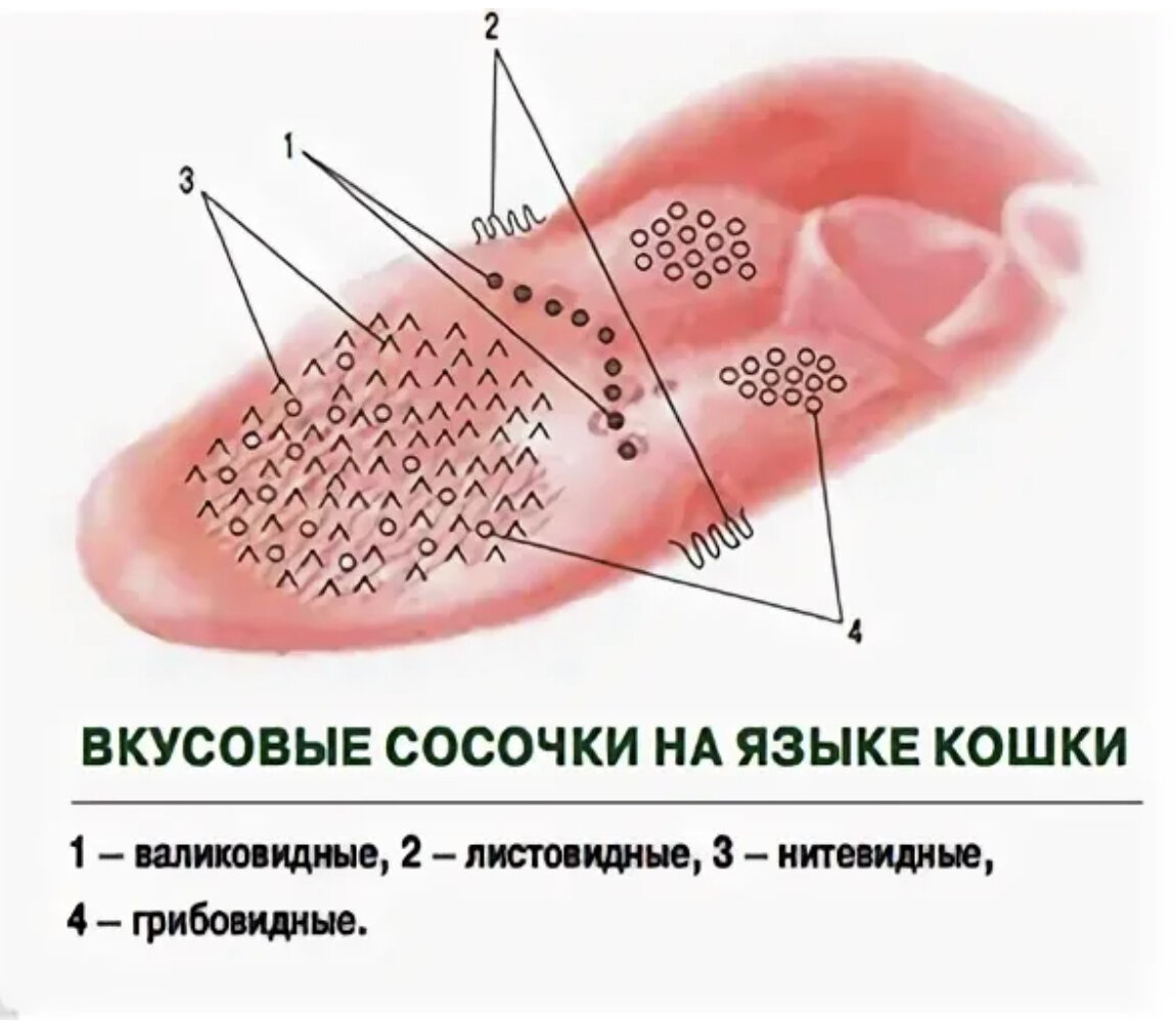 Какой вкус воспринимают рецепторы на кончике языка. Вкусовые сосочки у кошек. Язык строение сосочки языка. Строение языка вкусовые сосочки.