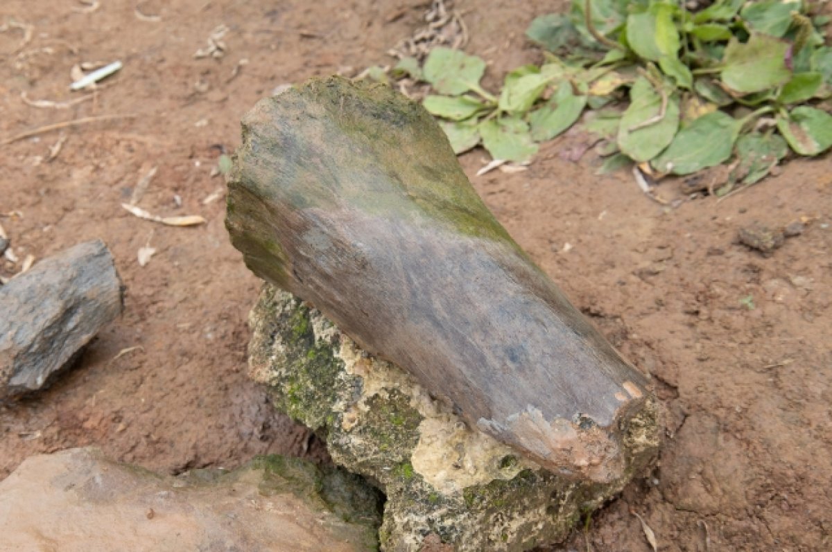    Кости мамонта и бизона обнаружила девочка на окраине Нижнего Новгорода