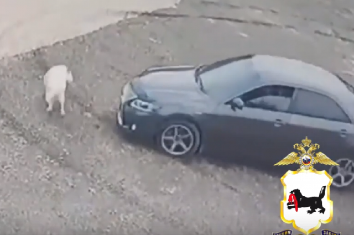    На задавившего собаку водителя завели уголовное дело в Иркутске