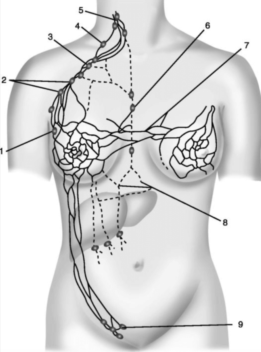 лимфатические узлы на груди у женщин фото 2