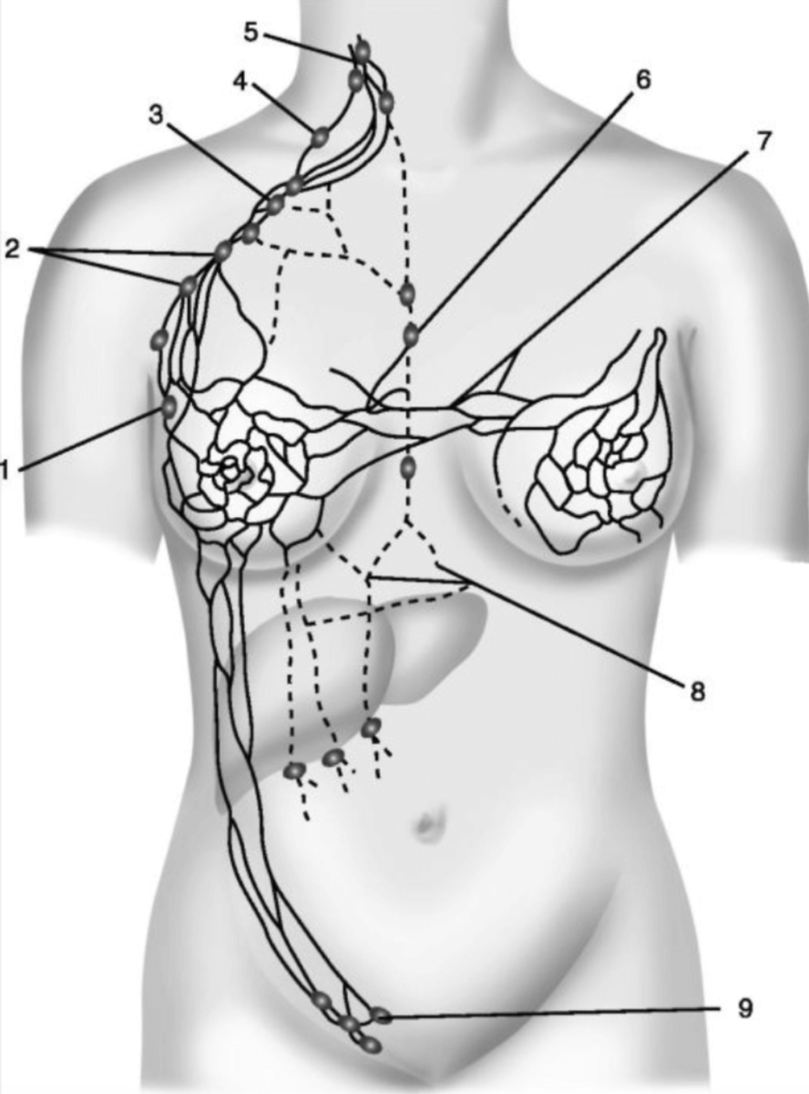 Лимфоотток молочной. Подключичные лимфоузлы. Подмышечные лимфоузлы схема расположение. Лимфоузлы млоочно йжелезхы. Лимфоузлы грудной железы.